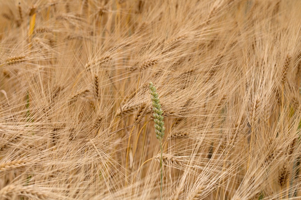 landbouw industrie hdr vee polder agrarisch agricultuur milieu klimaat stikstof co2